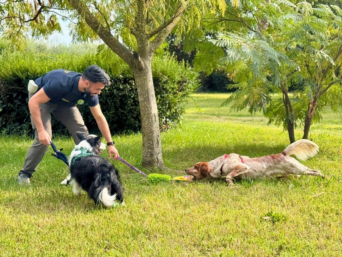 Vincenzo che gioca con due cani in un parco